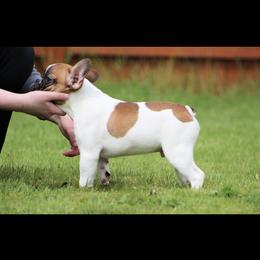 Boy 2 - French Bulldog puppy in Vancouver, Washington from Leash Candy Frenchies