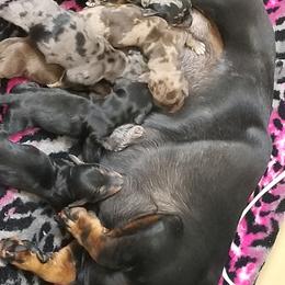 Dachshund Puppies from Honey Creek Doxies