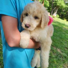 Daisy - White female Bernedoodle puppy in Columbia, Missouri from Silver Creek Pups