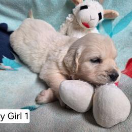 Lucy Girl 1 - Light golden female Golden Retriever puppy in Niles, Michigan from Composer Goldens