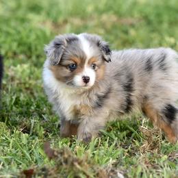 Toy Australian Shepherd Puppies from Shooting Stars Ranch Toy and Mini Aussies