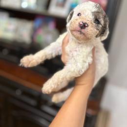 Taco - Parti male Goldendoodle puppy in Anderson, South Carolina from M & L Pups