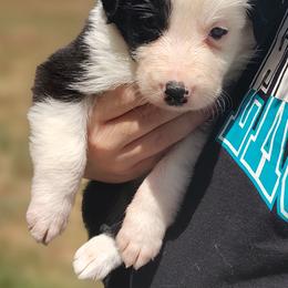 Border Collie Puppies from Bond Border Collies