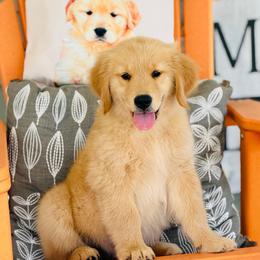 Fran - Golden female Golden Retriever puppy in Saint Pauls, North Carolina from Copperfield’s Goldens