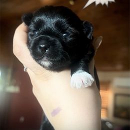 Jasmine - Piebald female Morkie puppy in Aliquippa, Pennsylvania from The Morkie Mom