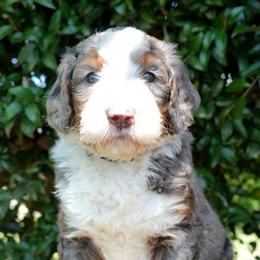 River - Merle female Bernedoodle puppy in Folsom, Louisiana from DoodlesFarmCo