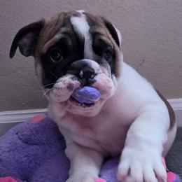 Rolly - Brindle male Bulldog puppy in Brookshire, Texas from Daisy’s Bully Bloom