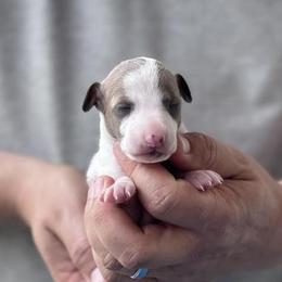 Girl 2 - Blue fawn female Italian Greyhound puppy in Sugar Valley, Georgia from Pinnacle Farm and Kennel