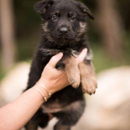 Knight - Bi-color female German Shepherd puppy in Berwick, Maine from Vom Rindahaus Shepherds