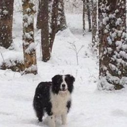 Border Collies from CedarHaven Border Collies