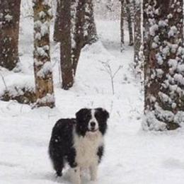 Border Collies from CedarHaven Border Collies