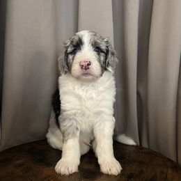 Gale - Merle male Assorted Doodle Crosses puppy in Mesa, Arizona from Arizona Doodle Trails