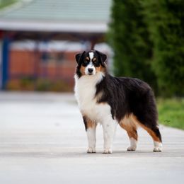 Gigi - Australian Shepherd