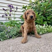 Indy - Red male Irish Doodle puppy in Hammond, Wisconsin from Queen of the Hill Puppies