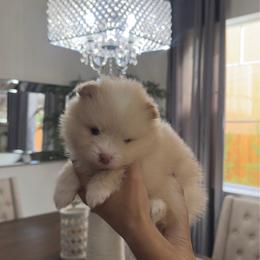 Cream Puff - Cream parti male Pomeranian puppy in Sparks, Nevada from Pawfect Poms