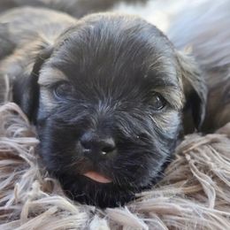 Mal-Shi Puppies from Gemstone Exclusive Pups of Florida