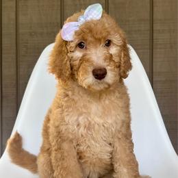 Fairy - Apricot female Goldendoodle puppy in Mount Pleasant, Tennessee from Doodle My Heart