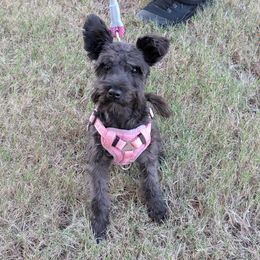 Miniature Schnauzer Puppies from Black Star Farm