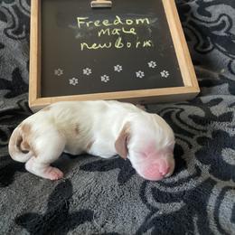 Freedom - Blenheim male Cavalier King Charles Spaniel puppy in Corona, California from Kelton Cavaliers