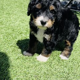 Bernedoodle Puppies from Renowned Bernedoodles