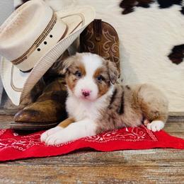 'Duke' - Red merle male Australian Shepherd puppy in Durand, Wisconsin from Larson’s Legacy Aussome Aussie Kennels