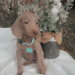 Weimaraner Puppies from North Georgia Weims