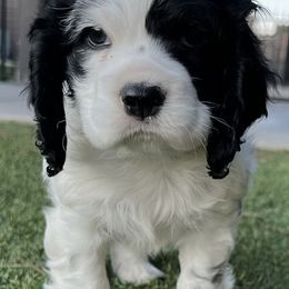 Catahoula Leopard Dog and Cocker Spaniel Puppies from Rich Cat’s