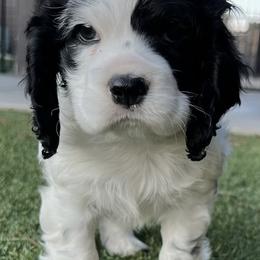Catahoula Leopard Dog and Cocker Spaniel Puppies from Rich Cat’s