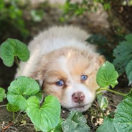 Australian Shepherd Puppies from Kelbrook Farm Australian Shepherds