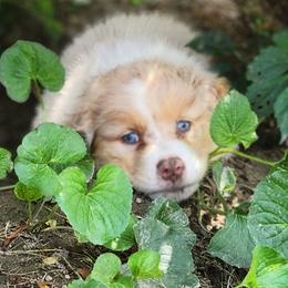 Australian Shepherd Puppies from Kelbrook Farm Australian Shepherds