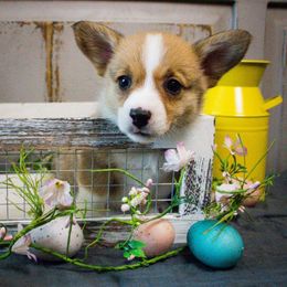 Pembroke Welsh Corgi Puppies from South Texas Blue Collar Corgis