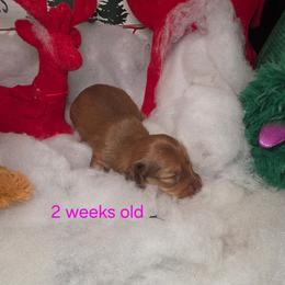 Dahlia - Red female Dachshund puppy in Bristol, Tennessee from It's Mini Wieners Baby