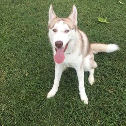 Siberian Husky Puppies from Crazy Cookies Huskies