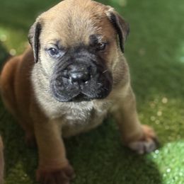 Boy 4 - Red fawn male Bullmastiff puppy in Otisfield, Maine from Boulder Ridge Kennels