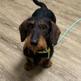 Ace - Dachshund