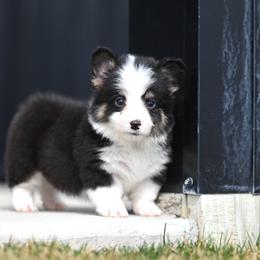 AC DC - Black and tan male Pembroke Welsh Corgi puppy in Mona, Utah from Sorensen Corgis