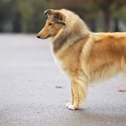 Collies from Savoy Collies
