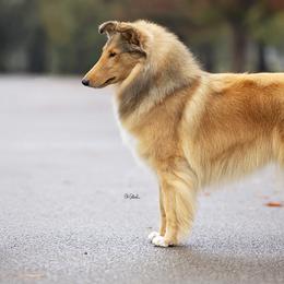 Collies from Savoy Collies