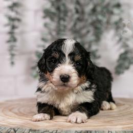 Torch - Standard Bernedoodle - Tri-color male Bernedoodle puppy in Eureka, Illinois from Joley Aire Family Dogs