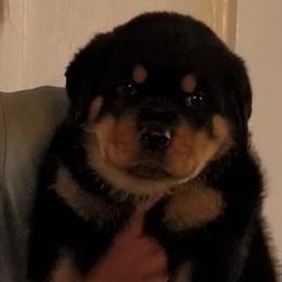 Rottweiler Puppies from Von Nuffosttor Rottweilers
