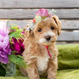 Girl 1 - Apricot Goldendoodle puppy in Riverton, Utah from Utah Doodlebug