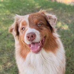Buddy - Australian Shepherd