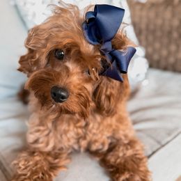 Willow - Cavapoo