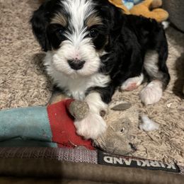 Bernedoodle Puppies from California Mountain Doodles