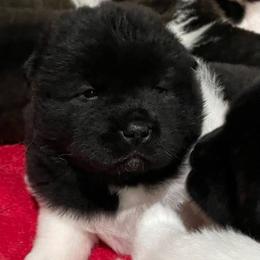 Girl 2 - Black female Akita puppy in Granville, Ohio from Hickory Ridge Akitas