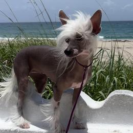 Sunday - Chinese Crested