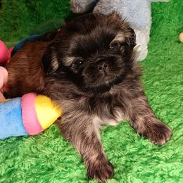 Fawn Girl - Fawn Pekingese puppy in Batesburg Leesville, South Carolina from My Unique Peke