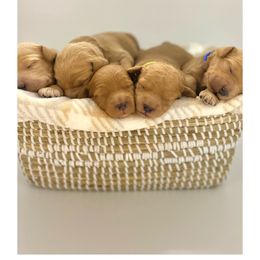 Goldendoodle Puppies from Summertime Goldendoodles