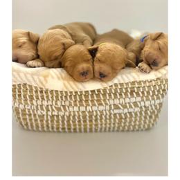 Goldendoodle Puppies from Summertime Goldendoodles