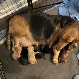 Boy 1 - Black white and brown male Basset Hound puppy in Columbus, Ohio from Olveras Hound of Ohio